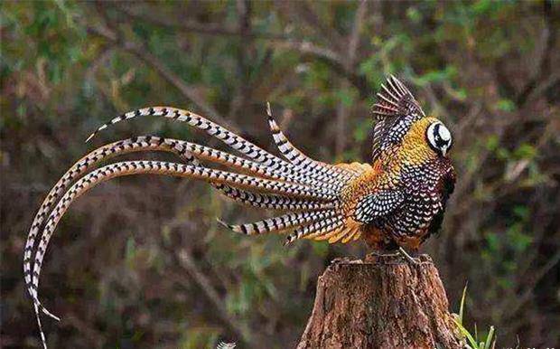 农村下山野鸡上山甲鱼不能碰老人俗语蕴含哪些道理