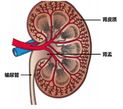 小鼠肾脏结构示意图1.