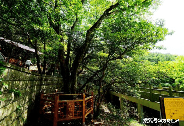 大量国外游客不远万里来中国，只为看这一棵树，全世界仅此一棵