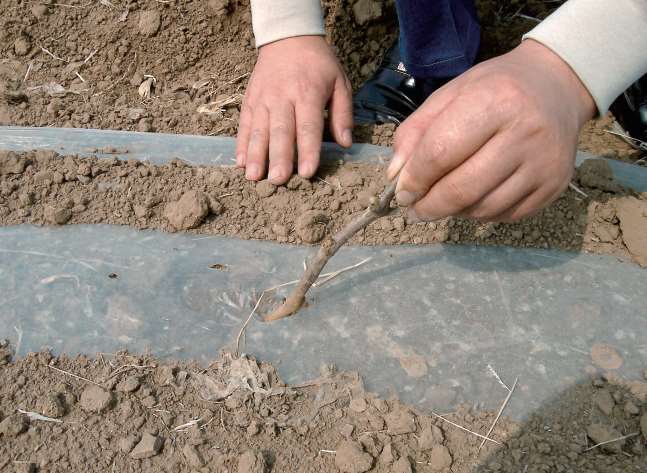 葡萄植株大田硬枝扦插育苗的7个要点,第3个你可能从来没有注意