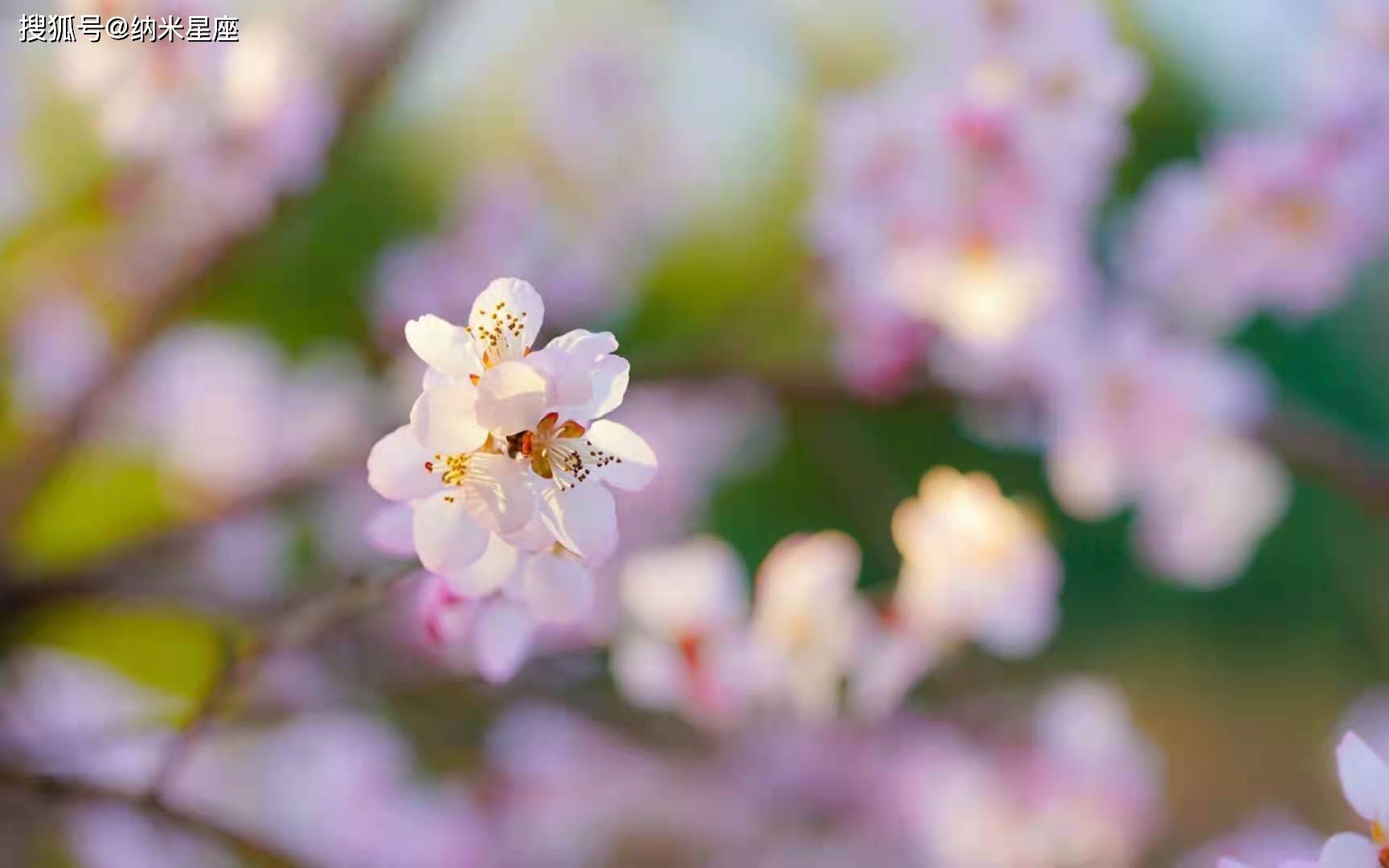 处女座专属星座守护花哪些花儿能为处女座带来好运