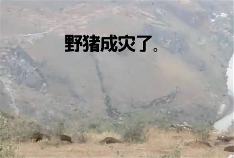 贵州仁怀这个村野猪成群进村,村民:干活也会碰到