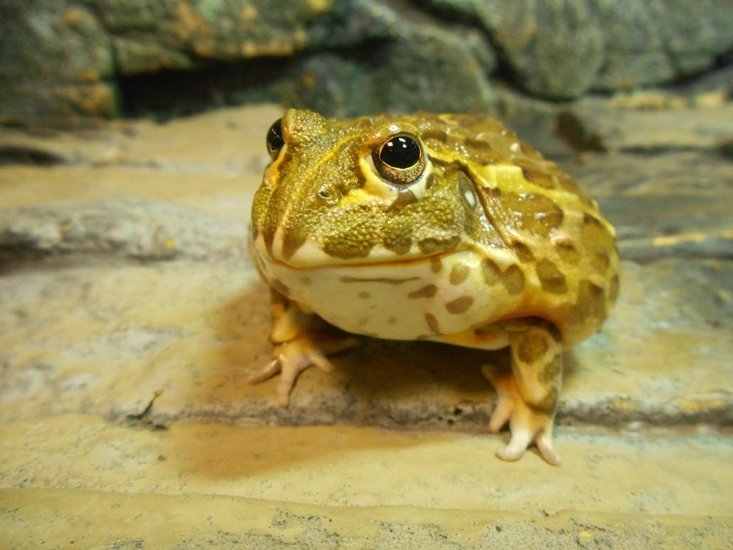 牛蛙最开始是从古巴引进来的,大概是在1959年的时候.