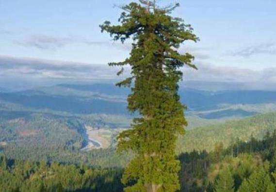 全球“最高”的树，高达150米距今已有3500年，无人能拍到全身