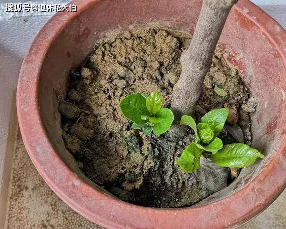 怎么养花土壤板结 f80ca07645bb4038b5cadbc4be5f32ce.jpeg