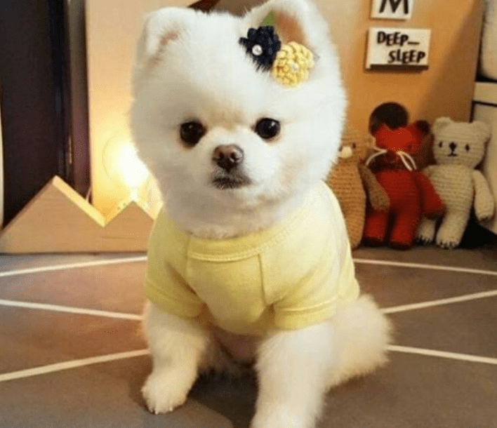 博美犬价格图片 博美犬价格图片画法