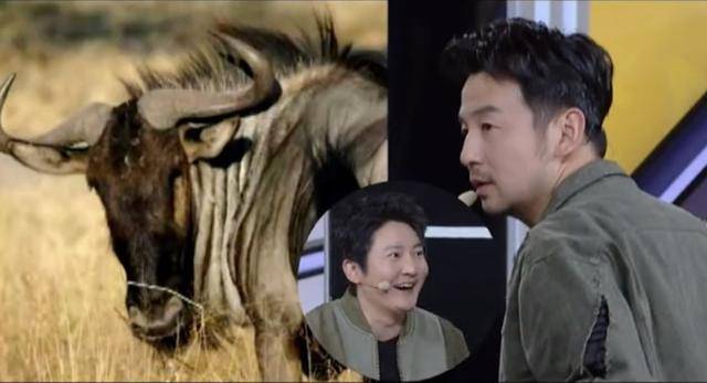 原创雷佳音模仿杨幂小时代学林萧婀娜走路被郭京飞笑头太大像角马