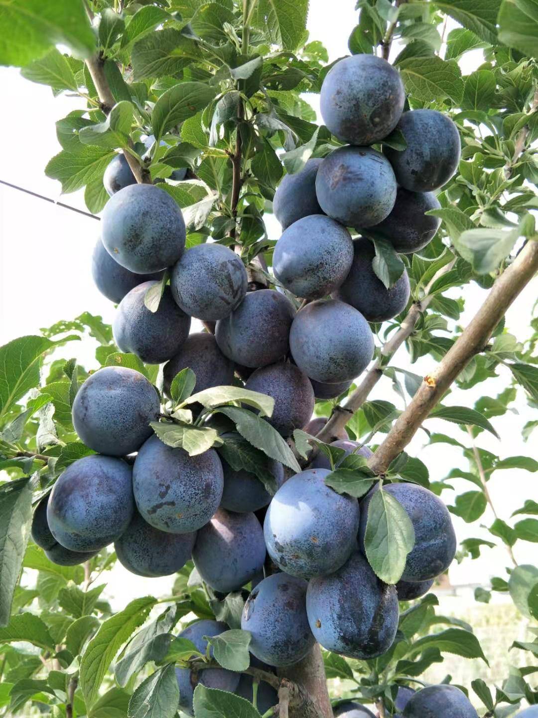 9月份成熟的大果西梅,你见过吗?