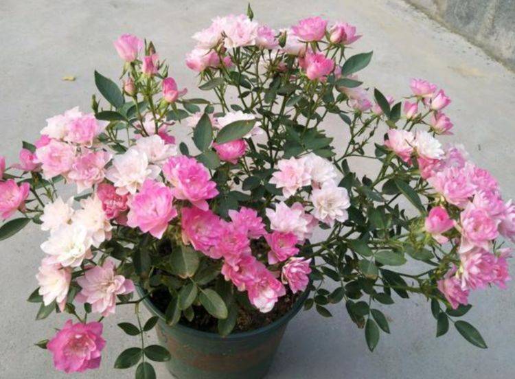 家里种什么花好养不要打理 aac17cc897b744fdb9d5c6ba7366d5a8.jpeg