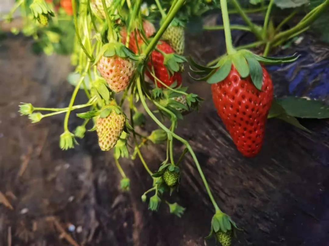 济南周边草莓采摘旺季，收获寒冬里的一抹鲜灵儿