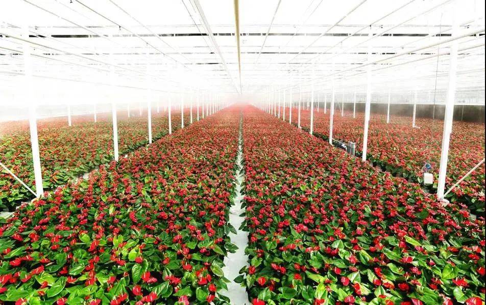 其花木产业全国闻名,先后被国家和四川省确定为"全国花木示范基地"和"