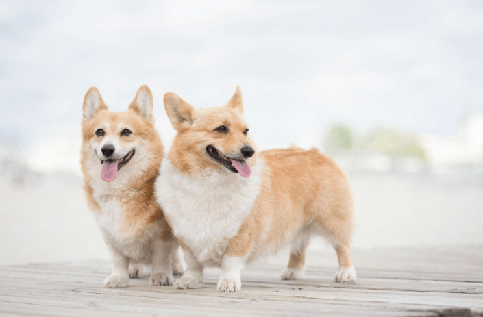 b8a5b04cf0ea434fa0483e6e82a24fa7.png