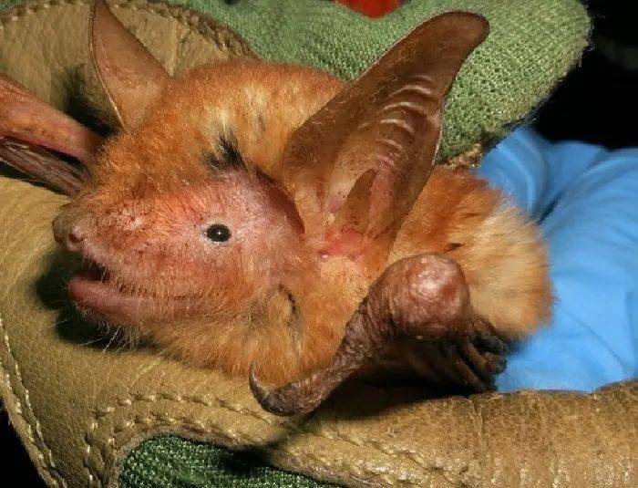 火红毛发长着一副猴脸西非发现新蝙蝠品种马上就要灭绝了