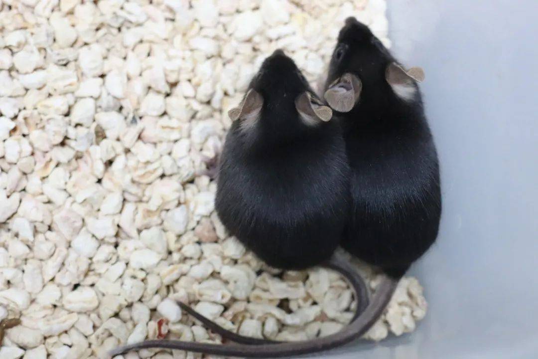 海尔国际细胞库取得新突破,首只克隆鼠诞生!