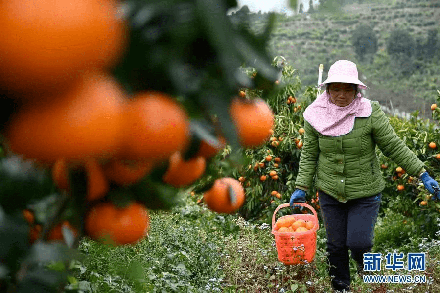 特色产品丨广西柳州:荒山产金果 沃柑采摘忙