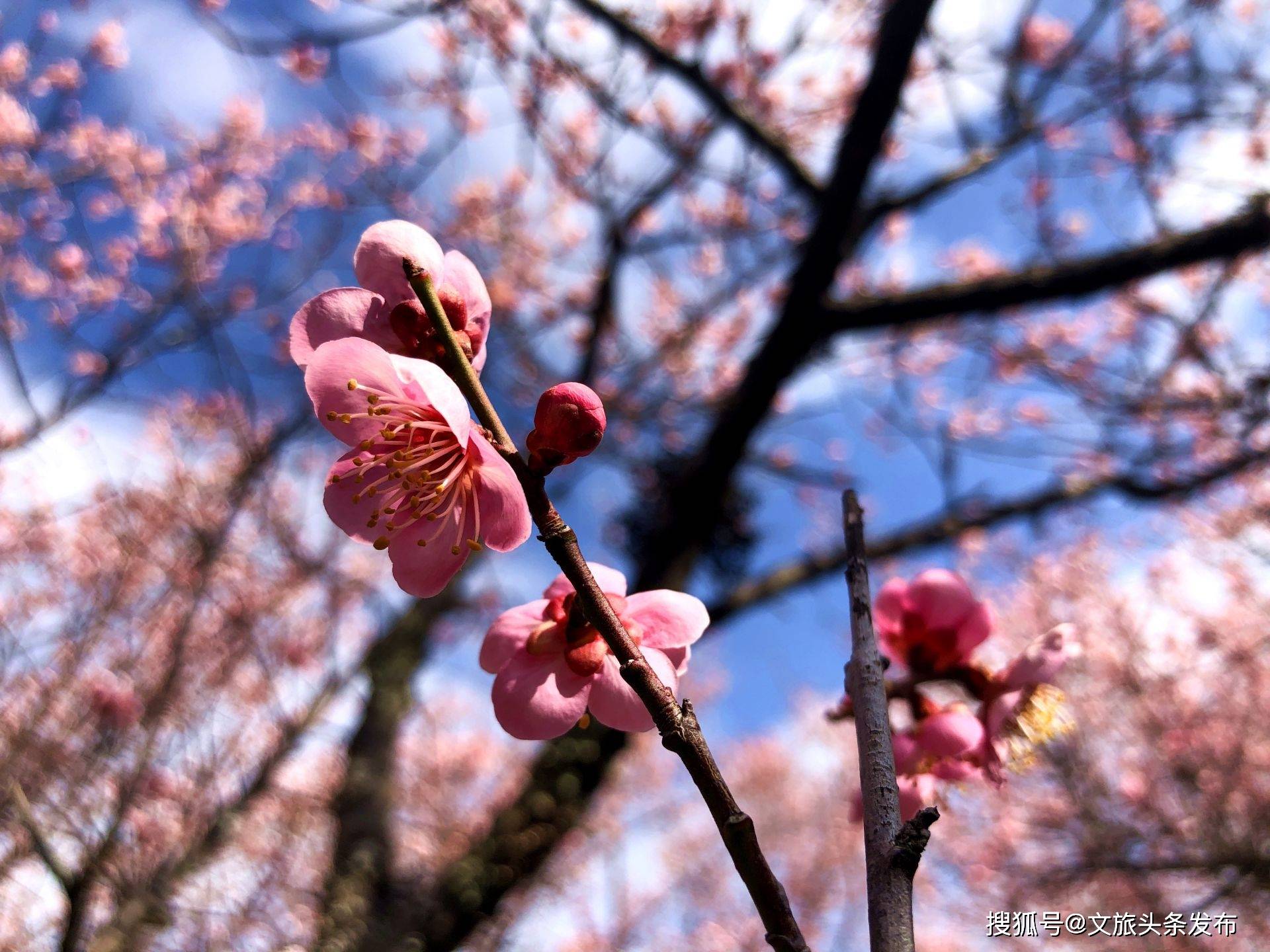 盛开的梅花也给"逗乐"了跟着人们簌簌而飞翩翩起舞(永胜县融媒体中心