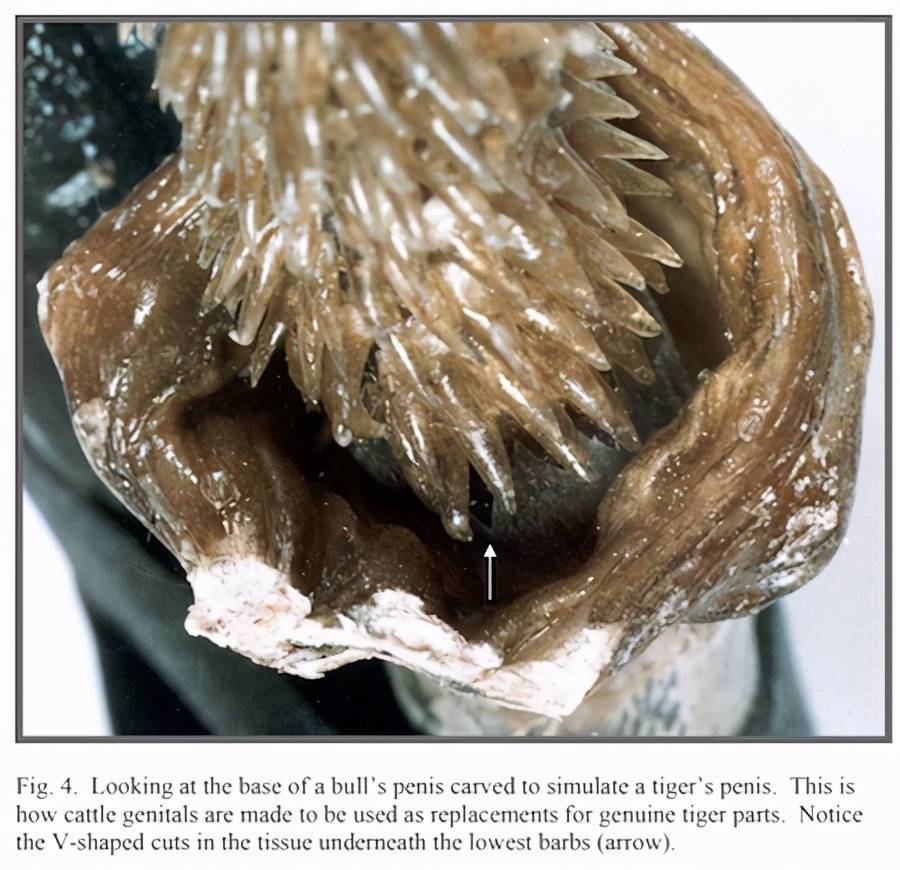 人类和它们有什么区别?
