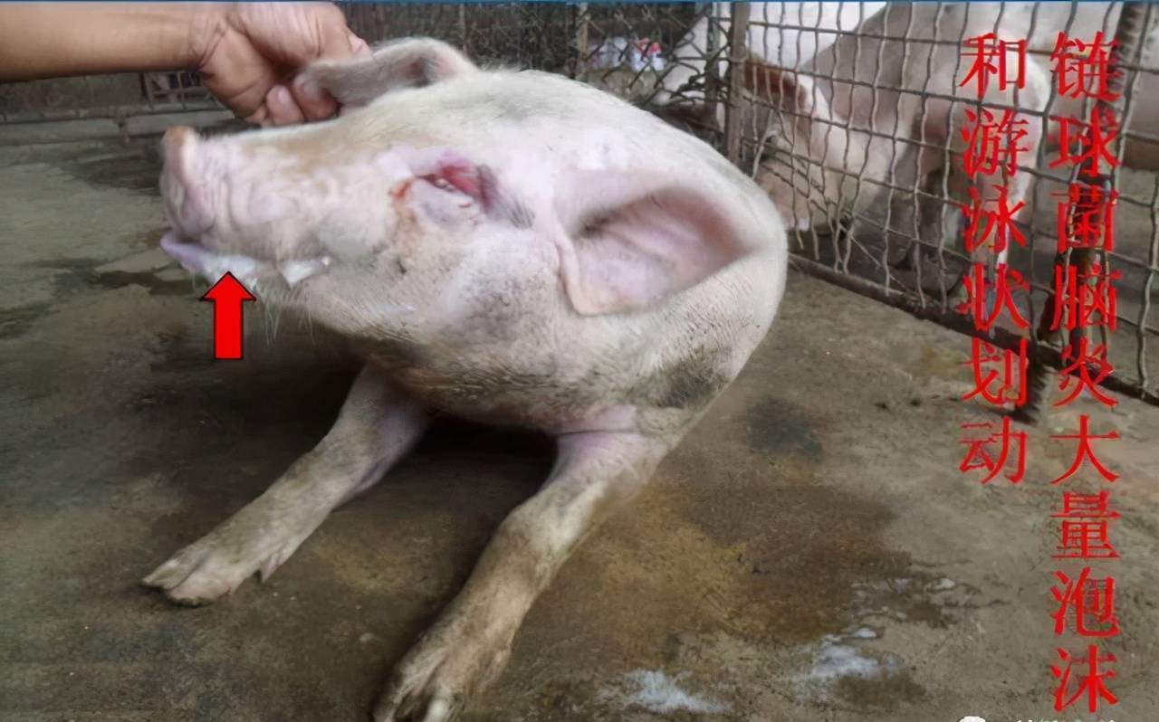 第十四节 猪增生性肠炎与猪副伤寒-猪传染病诊断与防治图谱-图片