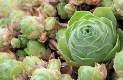 多肉植物新年旺财开运 摆对位置你家要不旺就怪了 山地