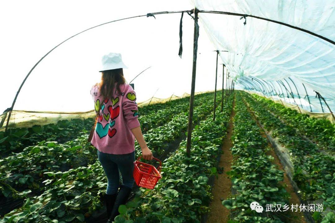 采摘正当时武汉东西湖草莓采摘哪家强为你实探这6家周末走起
