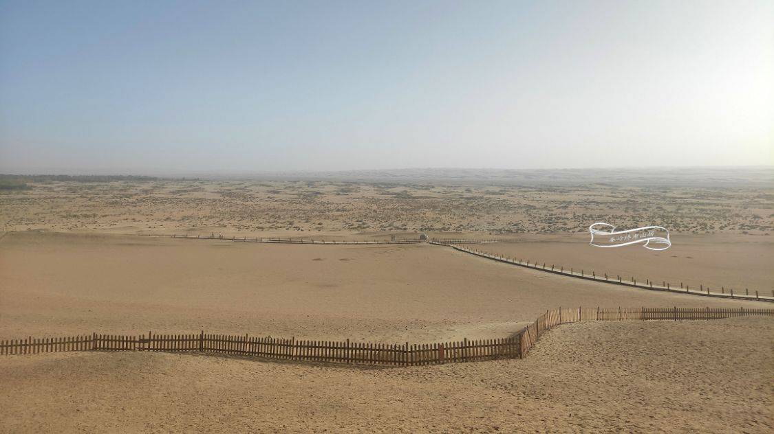 敦煌三代人种植的万亩防沙林遭砍伐,只为多种葡萄?