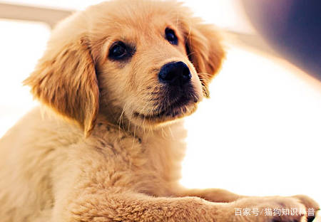 怎么看小狗发烧 1ce070753e8f4e41b489844bf01256ad.jpeg