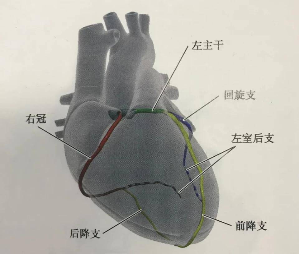 最致命的心梗其实不"发声",毫无征兆,擅长偷袭!-搜狐大视野-搜狐新闻