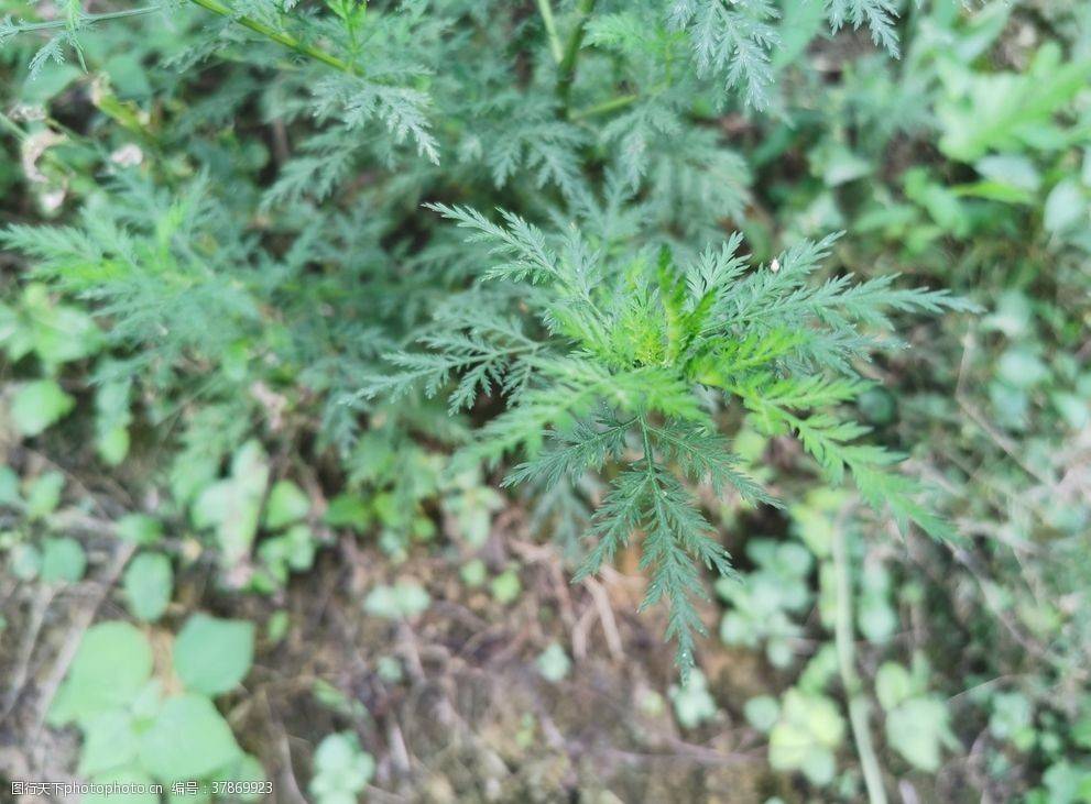 民间的一种野草农民视为珍宝人称百草之王真有这么好