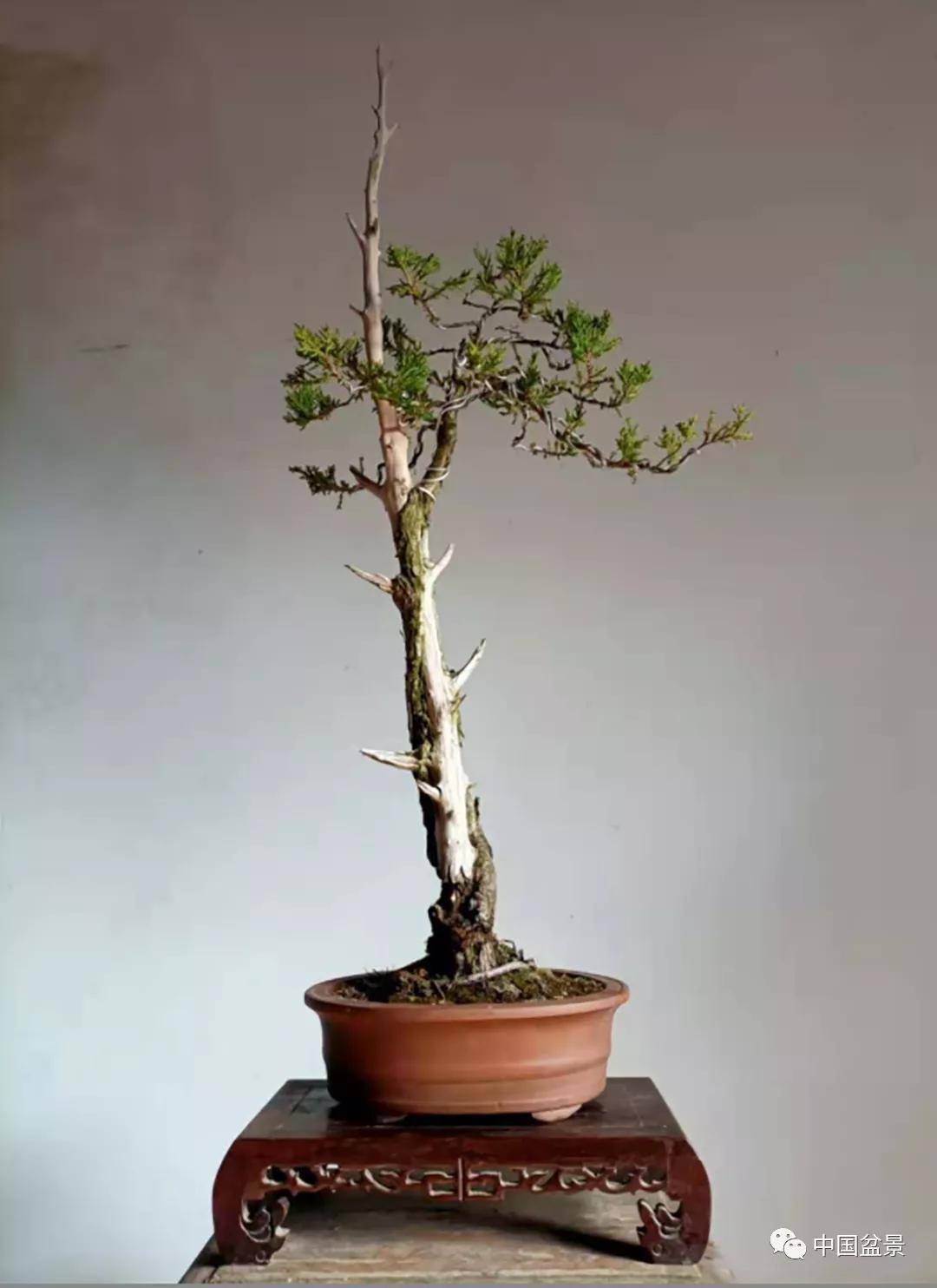 梦之苑也谈文人树