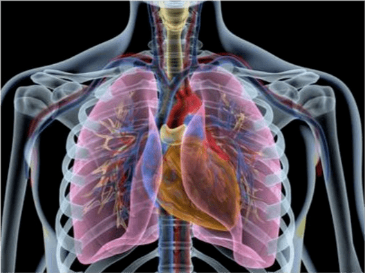 肺尖和肺底的位置图图片