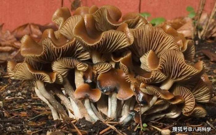 看到这个案例,笔者也想起了经典恐怖美剧《汉尼拔》里也有一段非常重