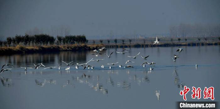 湖北老河口：国家湿地公园迎来成群红嘴鸥