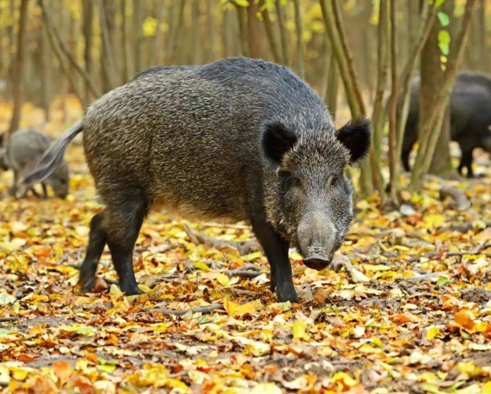 日本30000头野猪泛滥,却无人敢吃,赏金猎人依靠杀猪成百万富翁_数量