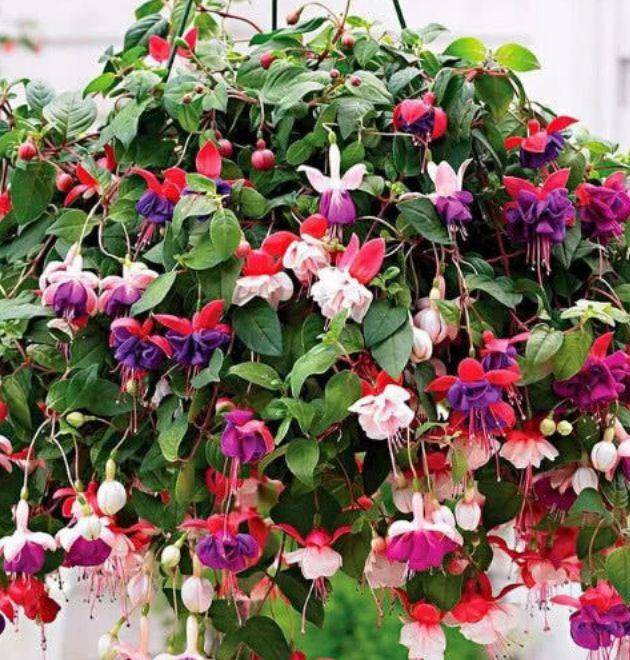 4种花适合新手养,不仅花好看,名字也好听,尤其第2种!_倒挂金钟