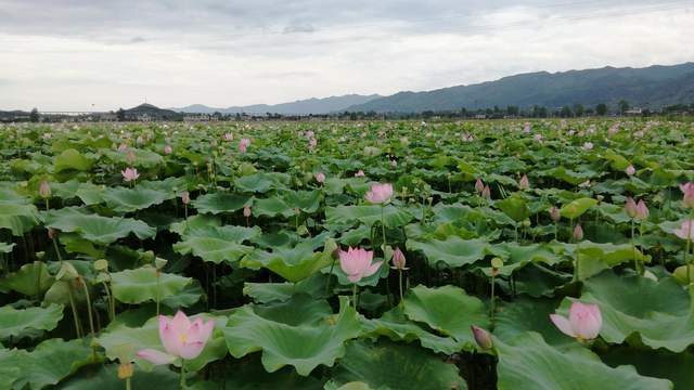 湖南省郴州市资兴市，美丽流华湾，精彩荷花节（五）