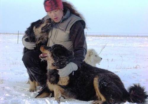 原创它是比藏獒更霸气的草原猛犬天生好斗这才是我国本土最强獒犬