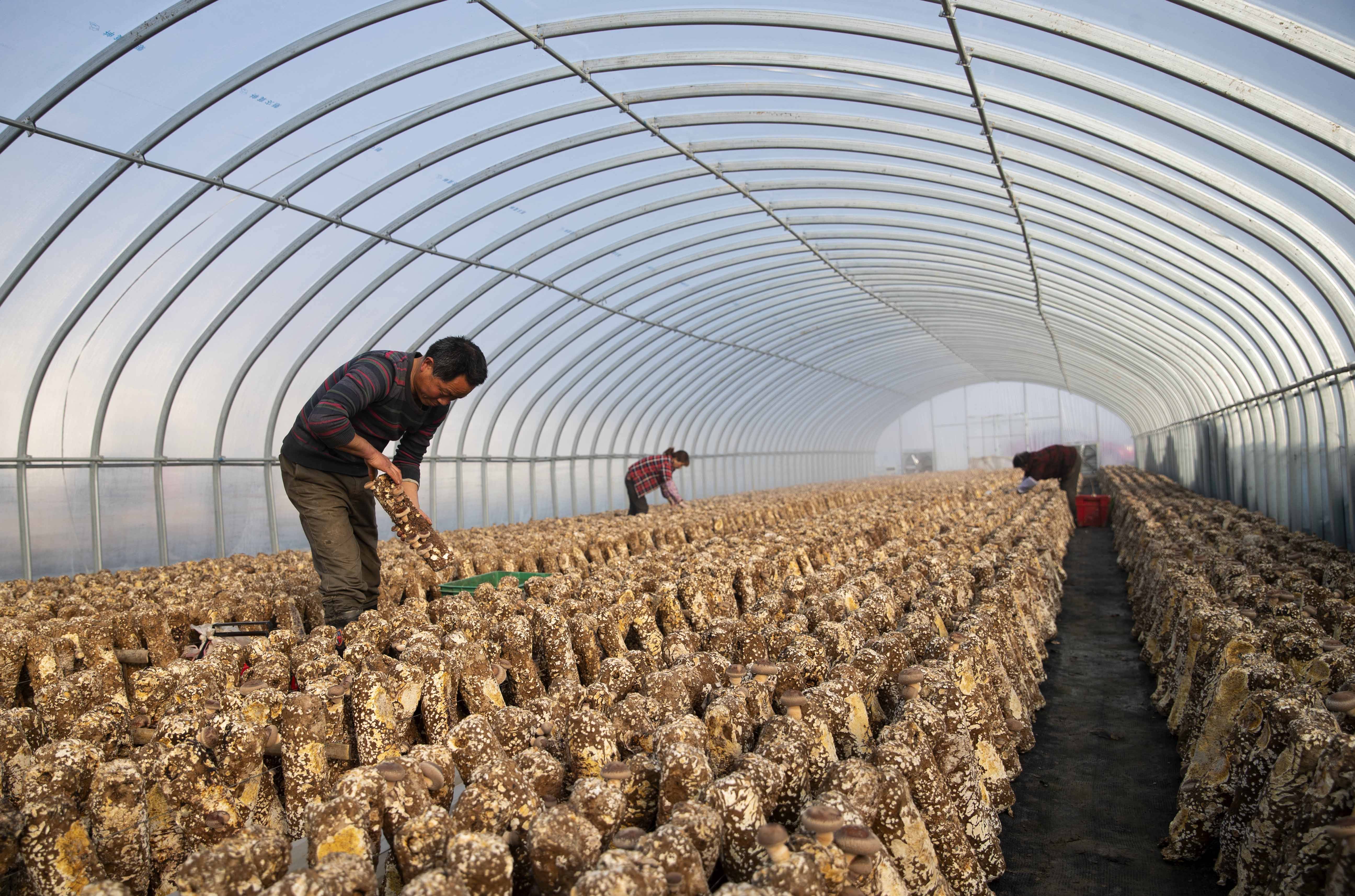 江西食用菌种植基地图片