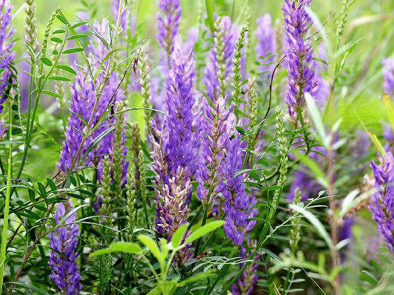可以保护生态的一种优质牧草,还是一种天然的绿肥,这就是沙打旺._进行