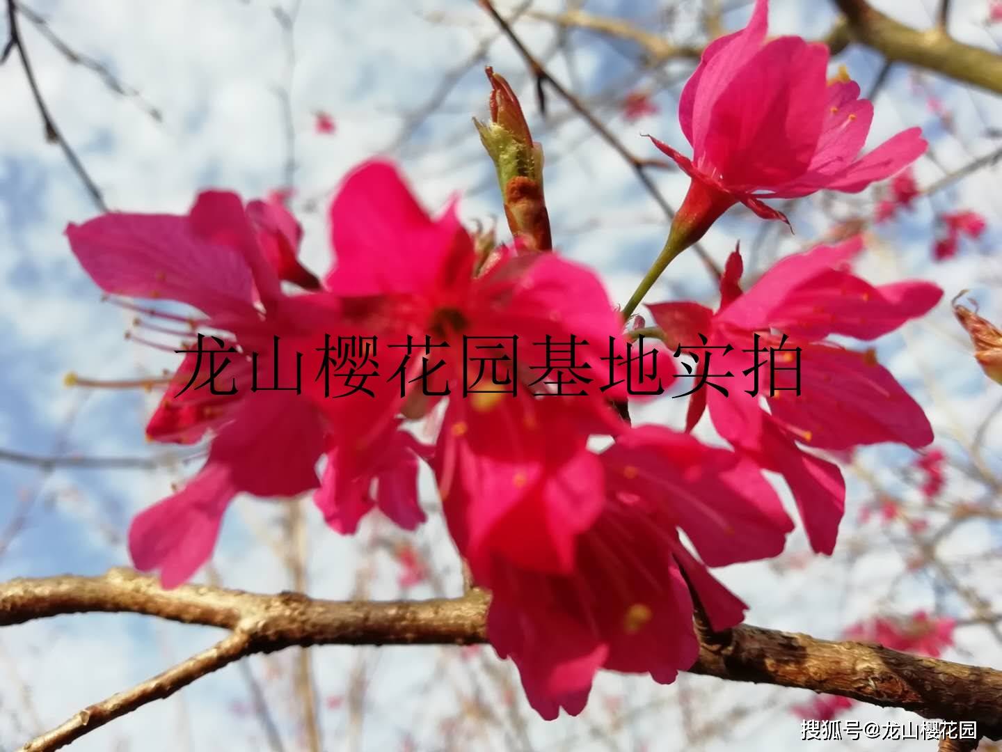 寒绯樱 简介_樱花