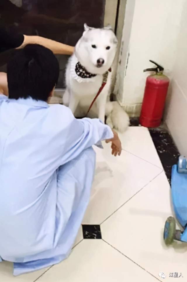 网友晒出哈士奇打针时的过程,画面太沙雕了,哈哈