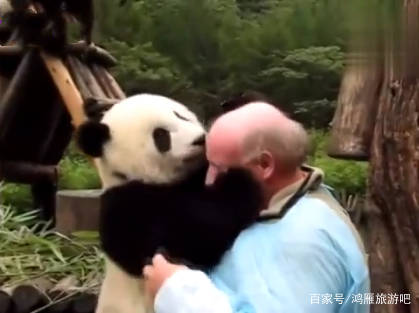 熊猫看到光头大叔很新奇，非要摸一摸人家的头，随后就爱不释手