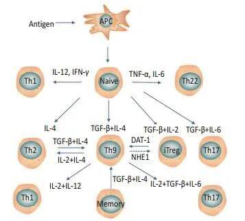 免疫细胞家族:Th9细胞的概述