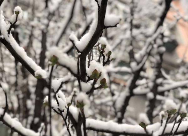 难什么雪成语_雪之下雪乃(3)