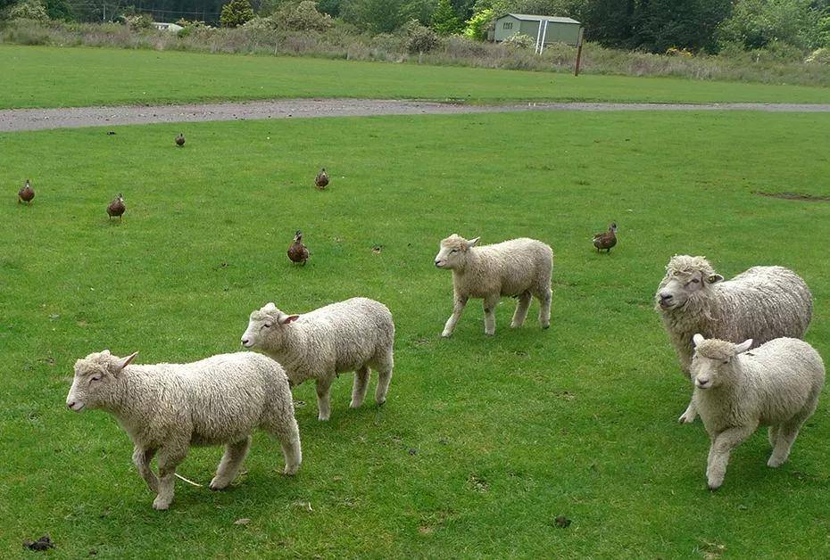 荷兰的优质奶源为国内大部分羊奶粉品牌提供了保障,如佳贝艾特,圣特拉