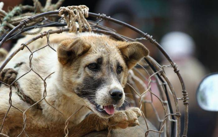 最不文明越南人,每年消耗500万条狗,游客表示不想到此旅行！
