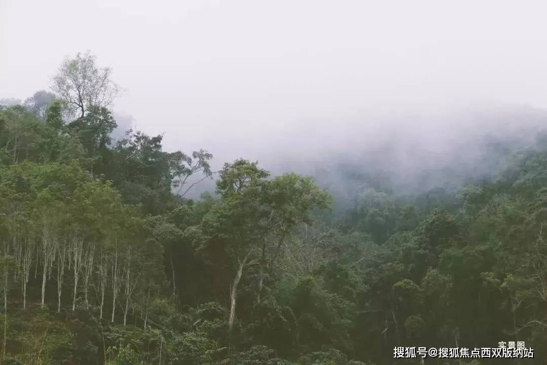来西双版纳融创【曼麓】云朵中爬山墅——把雨林还给生活