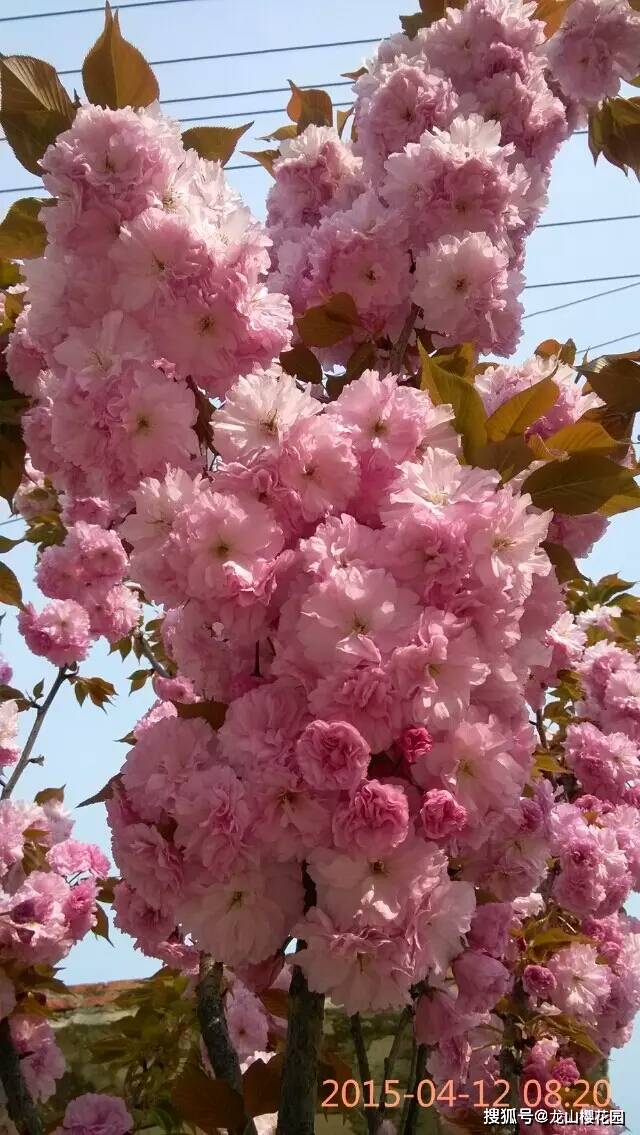 日本晚樱简介