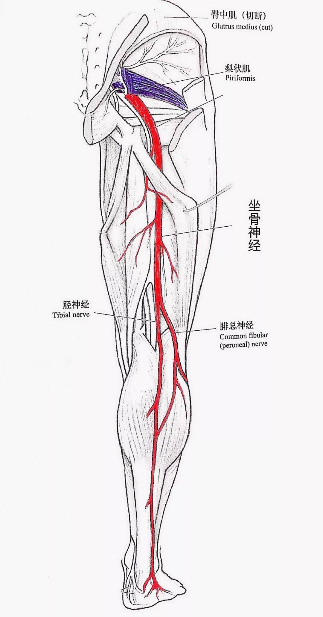 脚的神经伤到了怎么办