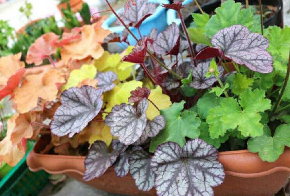 盘点8种 彩叶植物 叶形优美 色泽亮丽 比花还要美 叶子