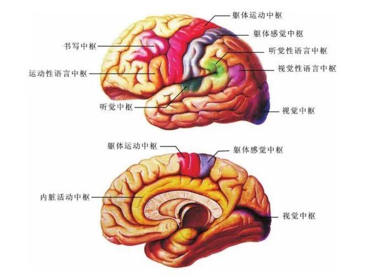 大脑运动区在哪个位置图片